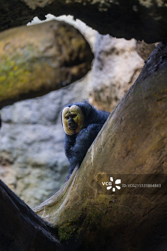 红山动物园的动物图片素材