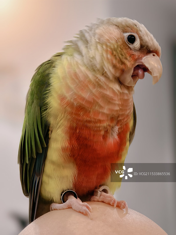 鸟在户外栖息的特写镜头图片素材