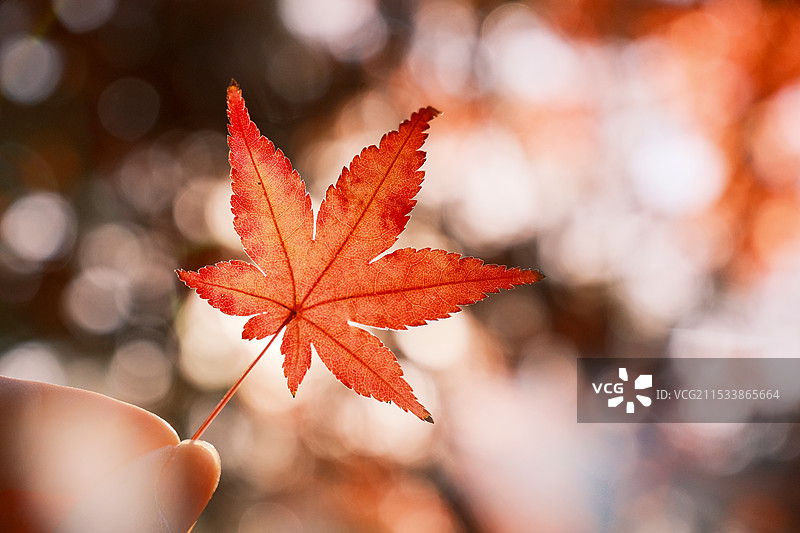 一叶知秋图片素材