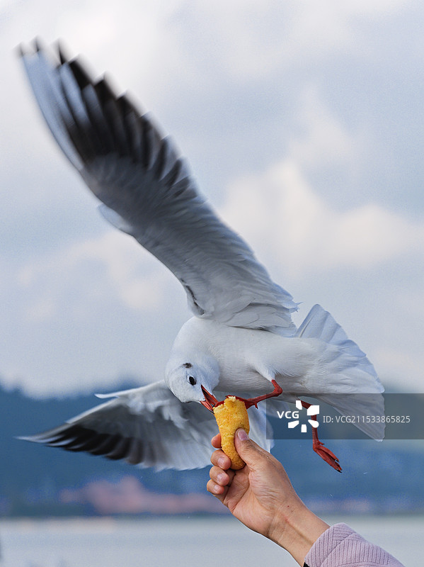 红嘴海鸥图片素材