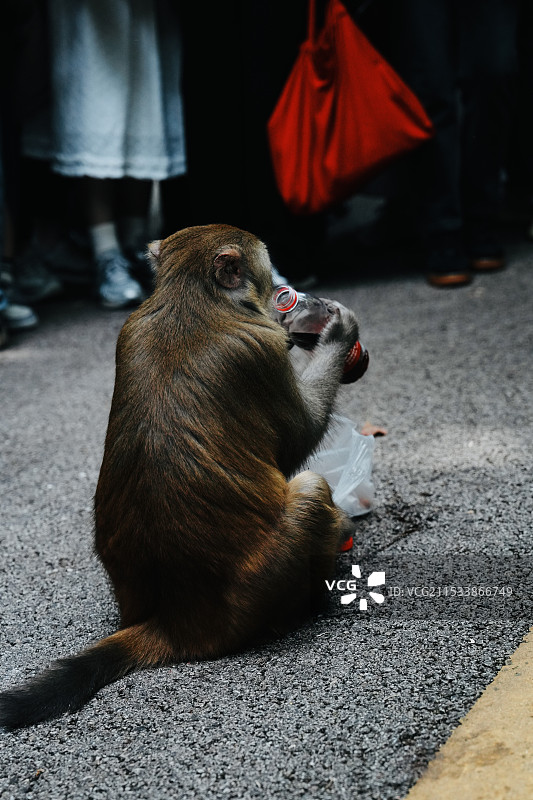 黔灵山的猴哥图片素材