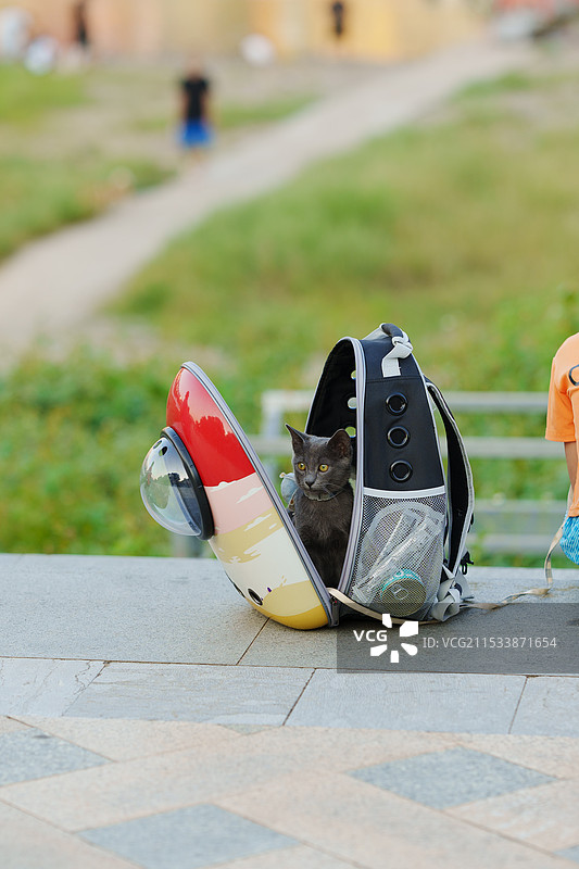 猫包里的猫咪图片素材