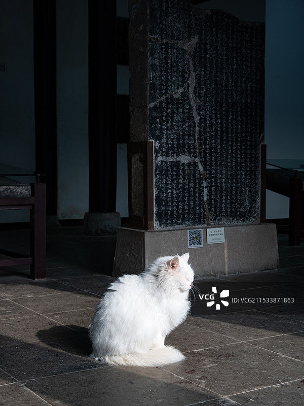 焦山石碑与白猫图片素材