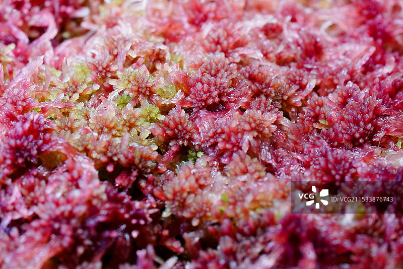 红水苔泥炭藓图片素材