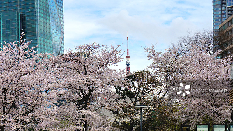 日本东京都港区六本木，春天盛开的樱花和东京塔图片素材