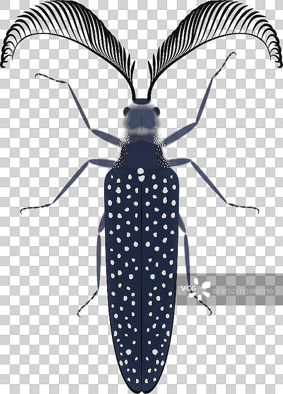 有触角和翅膀纹理的甲虫顶部图片素材