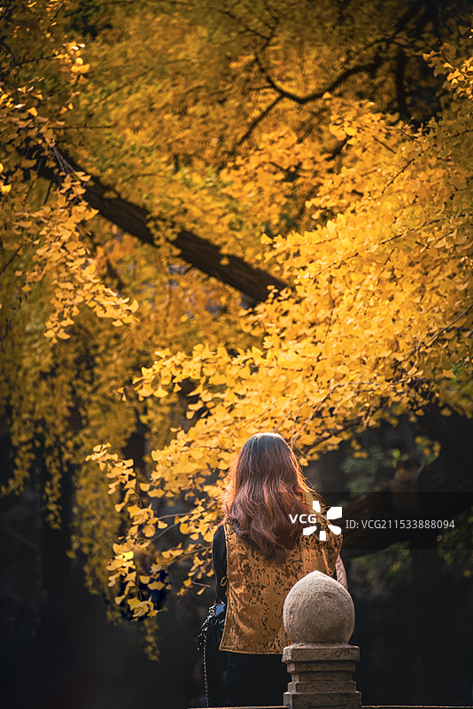 秋色背影图片素材