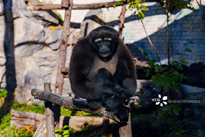 天行长臂猿图片素材