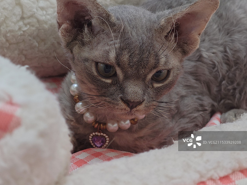 商场里的猫图片素材