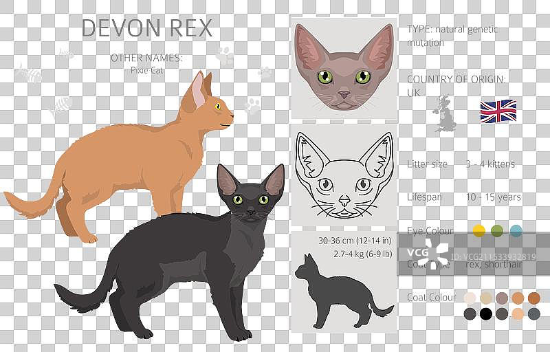 德文卷毛猫剪贴画，所有毛色系列，所有猫咪图片素材