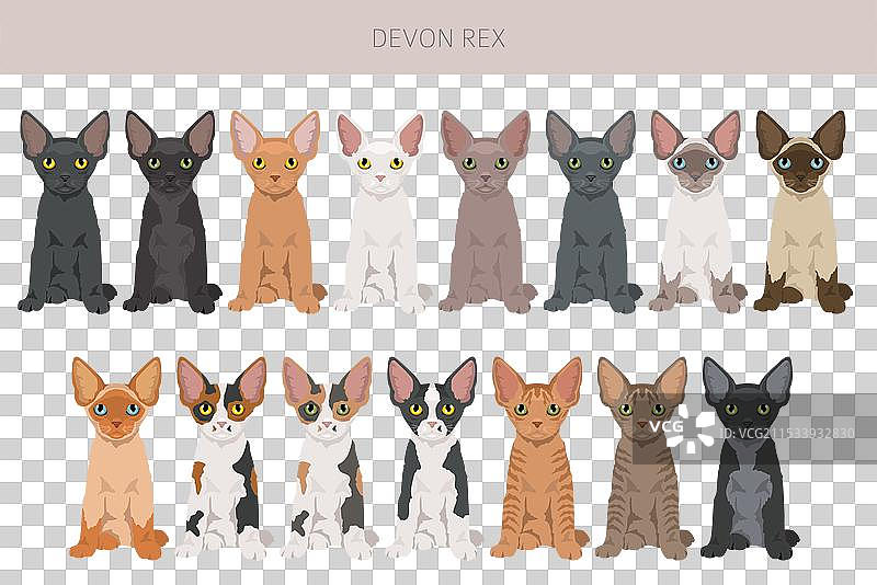 德文卷毛猫剪贴画，所有毛色系列，所有猫咪图片素材