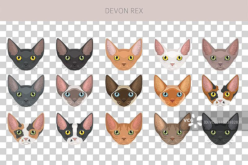 德文卷毛猫剪贴画，所有毛色系列，所有猫咪图片素材