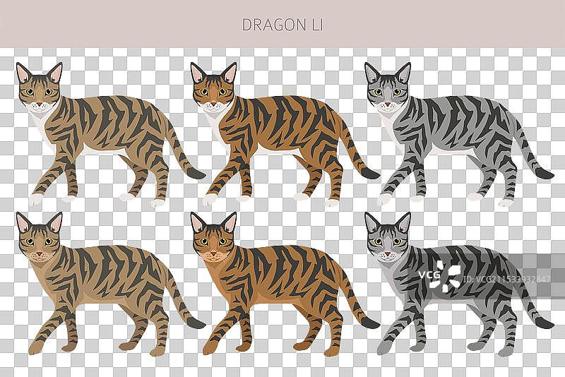 中国龙李猫剪贴画全毛色系列图片素材