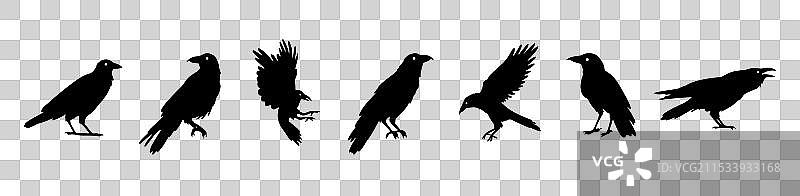 孤立的黑色剪影，乌鸦和渡鸦的组合图片素材