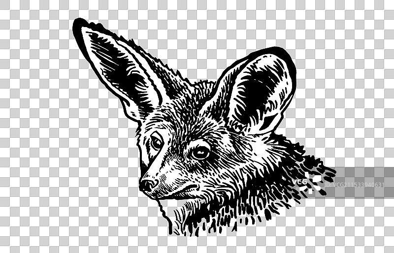 白色背景上的长耳狐狸图像肖像图片素材