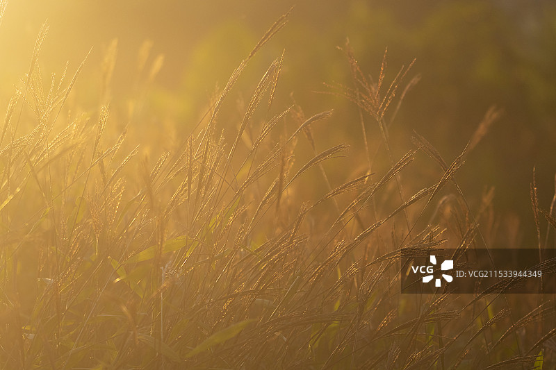 夕阳下田野上生长的草的特写镜头图片素材