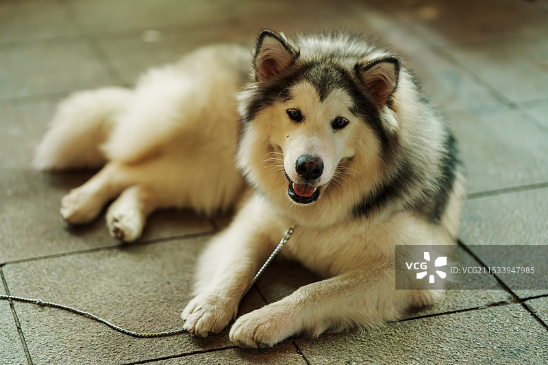 毛茸茸的阿拉斯加犬图片素材