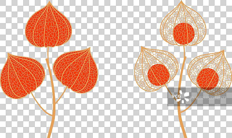 冬樱桃图片素材