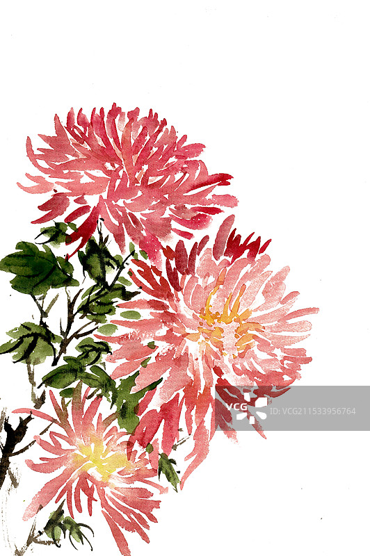 绽放的菊花图片素材