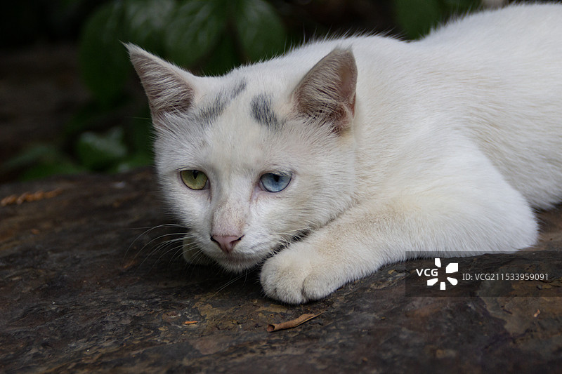 石头上的小野猫图片素材