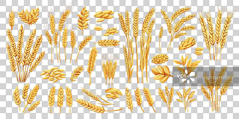 小麦的农业种植与麦穗和谷物图片素材