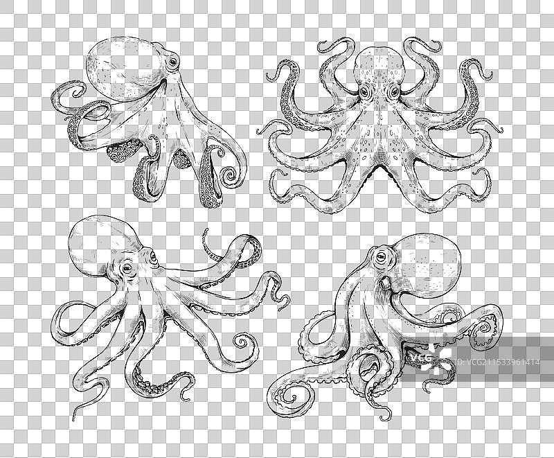 手绘复古章鱼素描海洋动物墨鱼图片素材