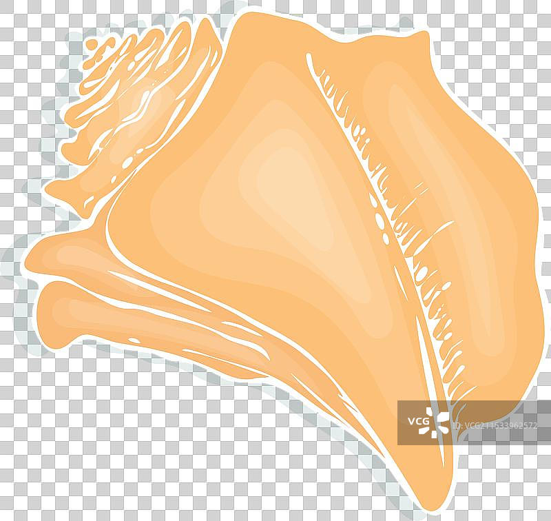 白色背景上的海螺贝壳图片素材
