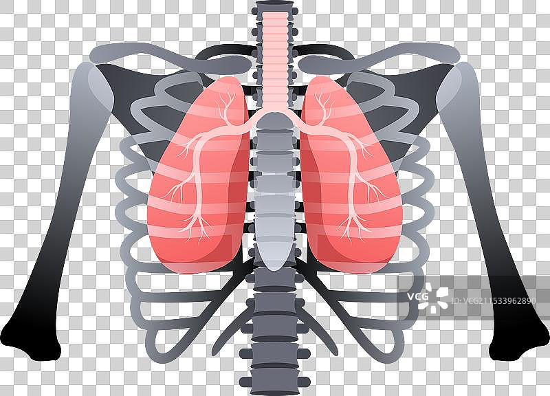 人类肋骨胸腔中的肺部呼吸系统解剖结构图片素材