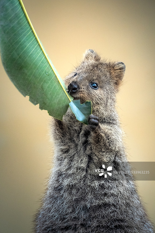 短尾矮袋鼠图片素材
