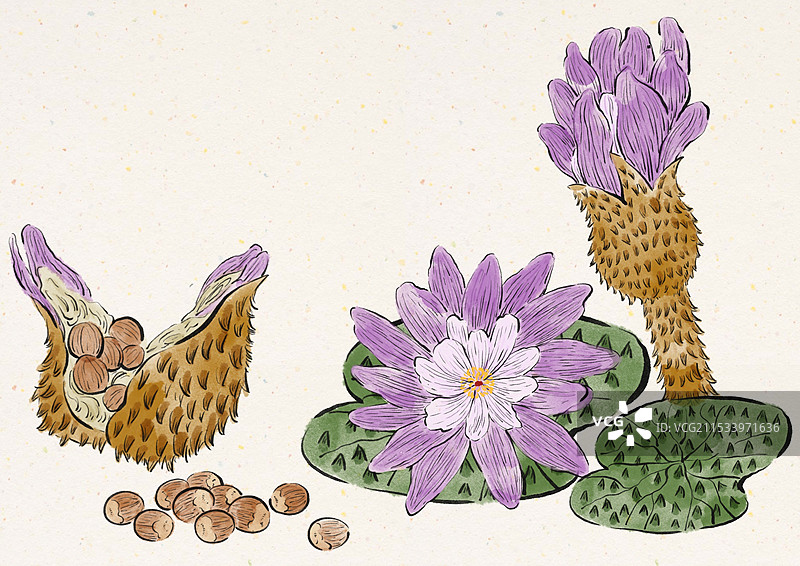 国潮风杂粮农作物插画-芡实图片素材