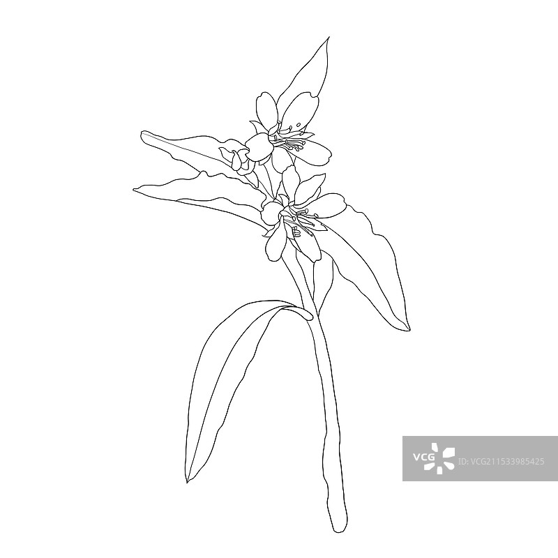 太子参花图片素材