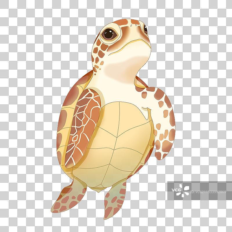 海龟图片素材