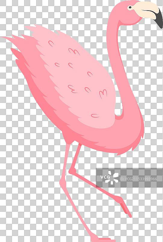 一只鲜艳的粉色火烈鸟优雅地独自站立。图片素材