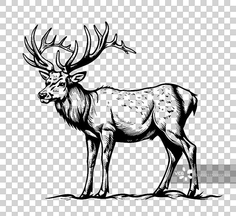 手绘的猎风格鹿的素描图片素材