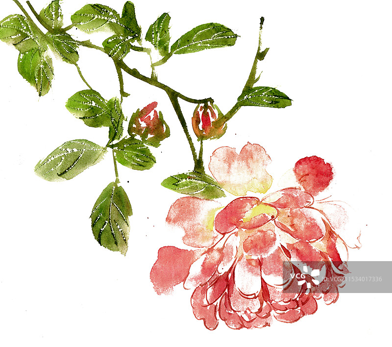 下垂的月季花图片素材