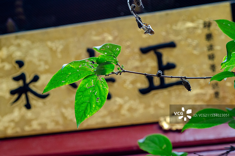 中国河南省洛阳市白马寺清凉台狮窟图片素材