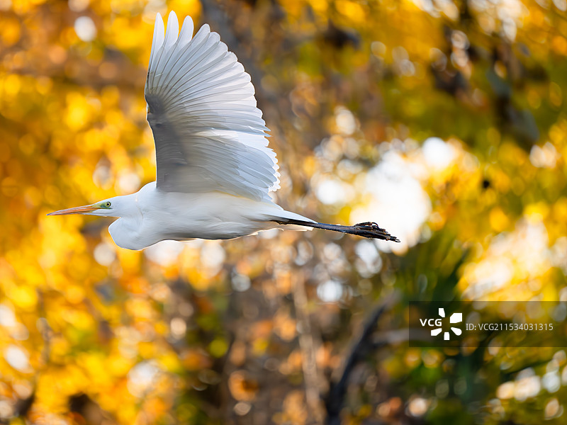 秋天的白鹭图片素材