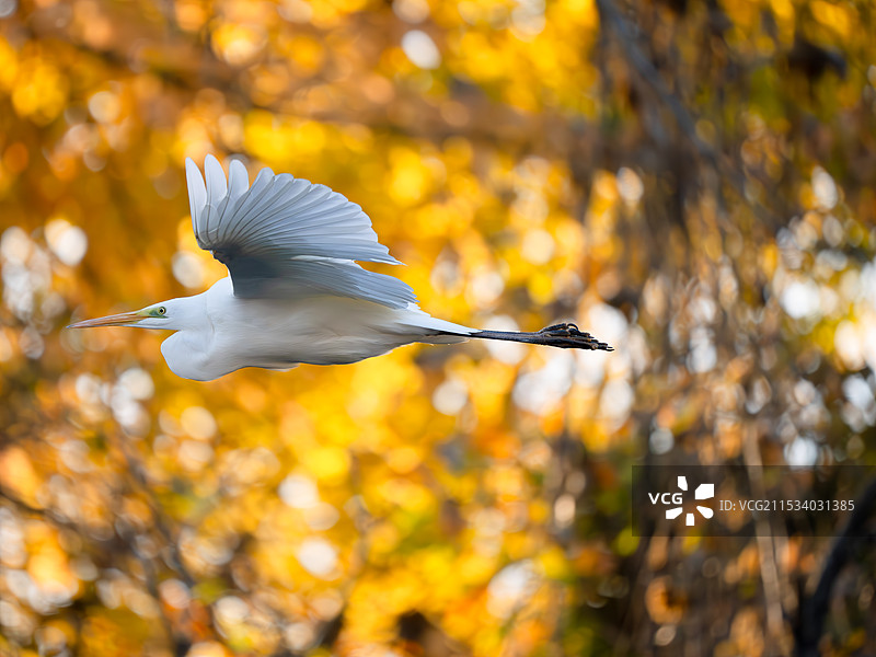 秋天的白鹭图片素材
