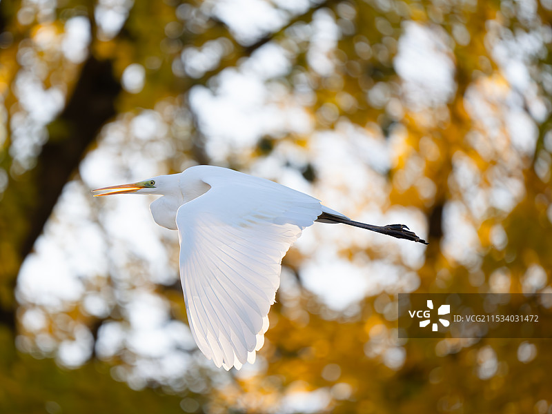 秋天的白鹭图片素材