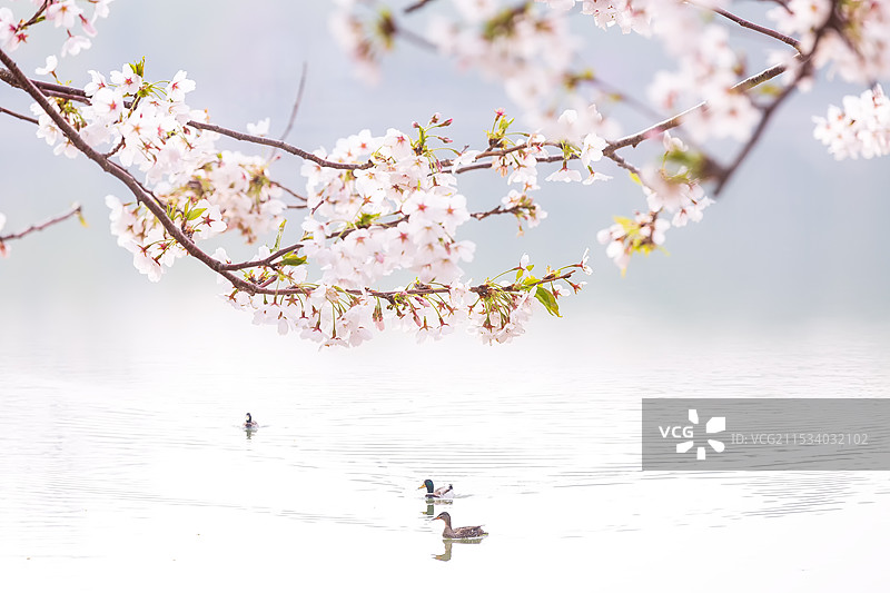 玉渊潭春色图片素材