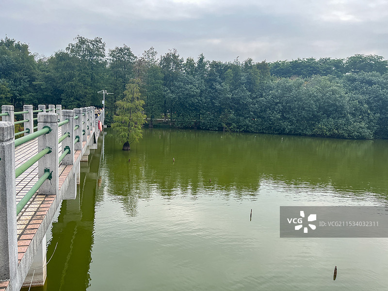 广州冬天的大夫山森林公园图片素材