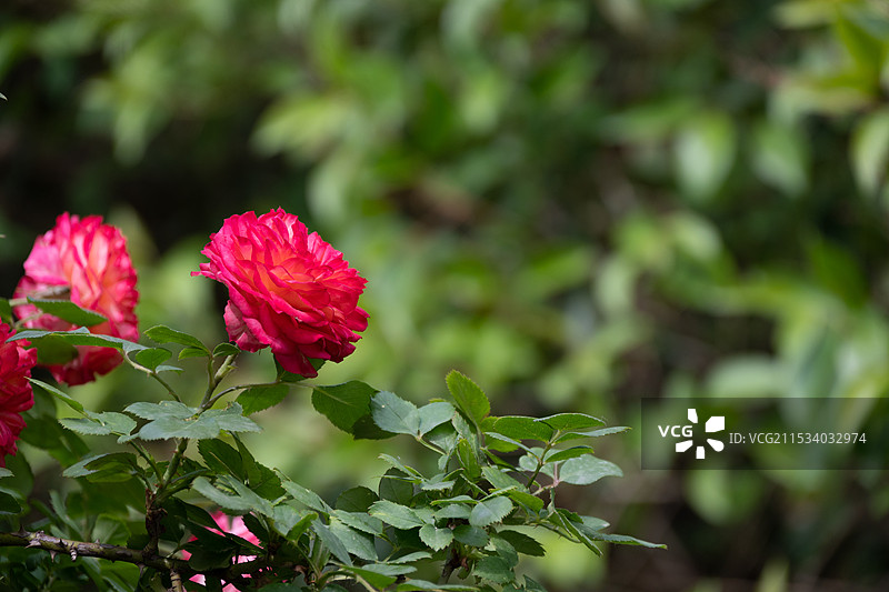 济南芙蓉街图片素材