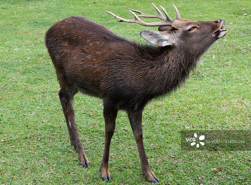日本奈良风光图片素材