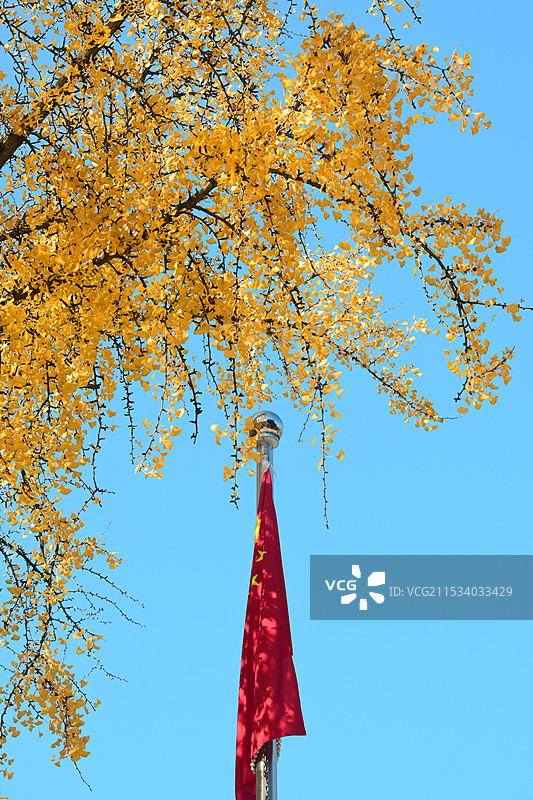 秋季南京栖霞寺银杏叶下的五星红旗图片素材