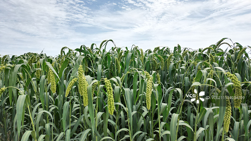 黄米山谷子图片素材