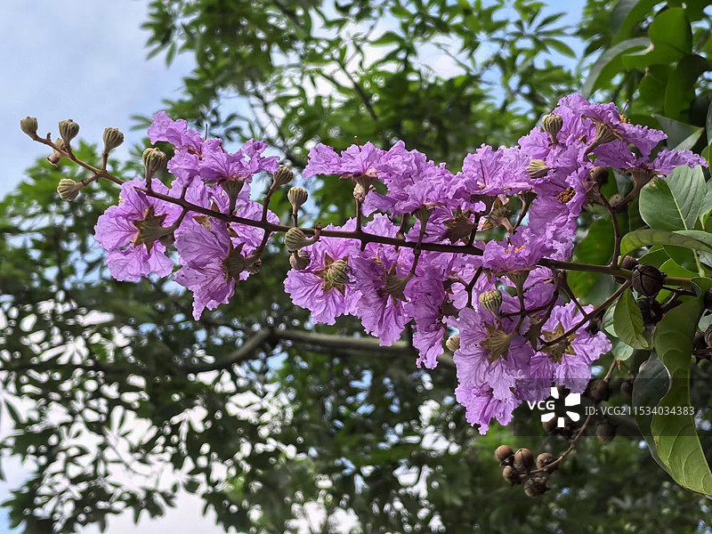 广州冬天的大花紫薇图片素材