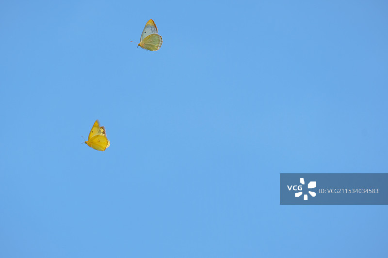 蓝色天空中两只蝴蝶飞呀飞～图片素材