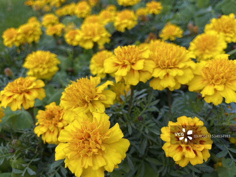 万寿菊图片素材