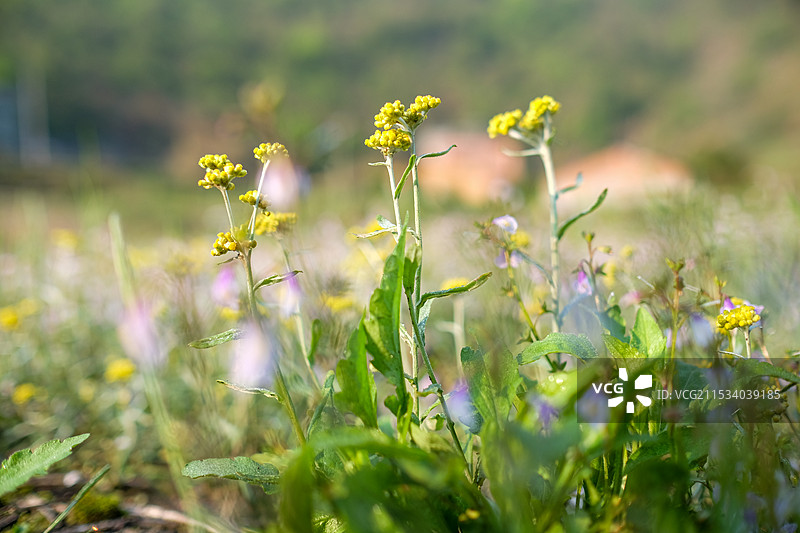 野外开花植物特写图片素材