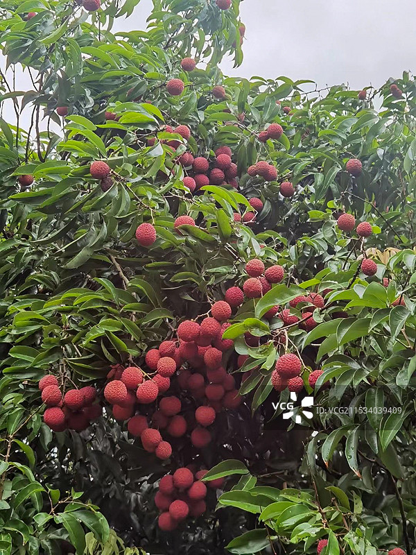 高州荔枝图片素材